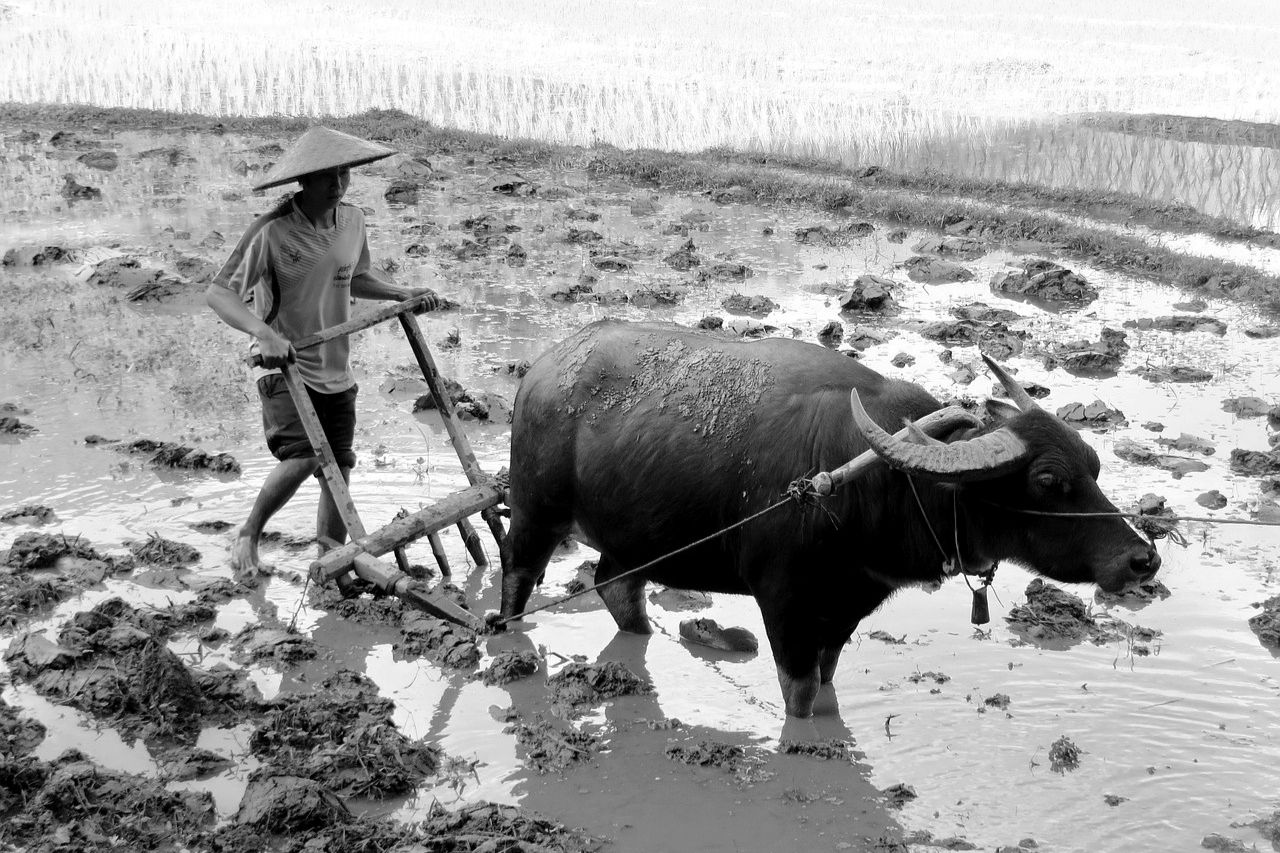 Man with a plow