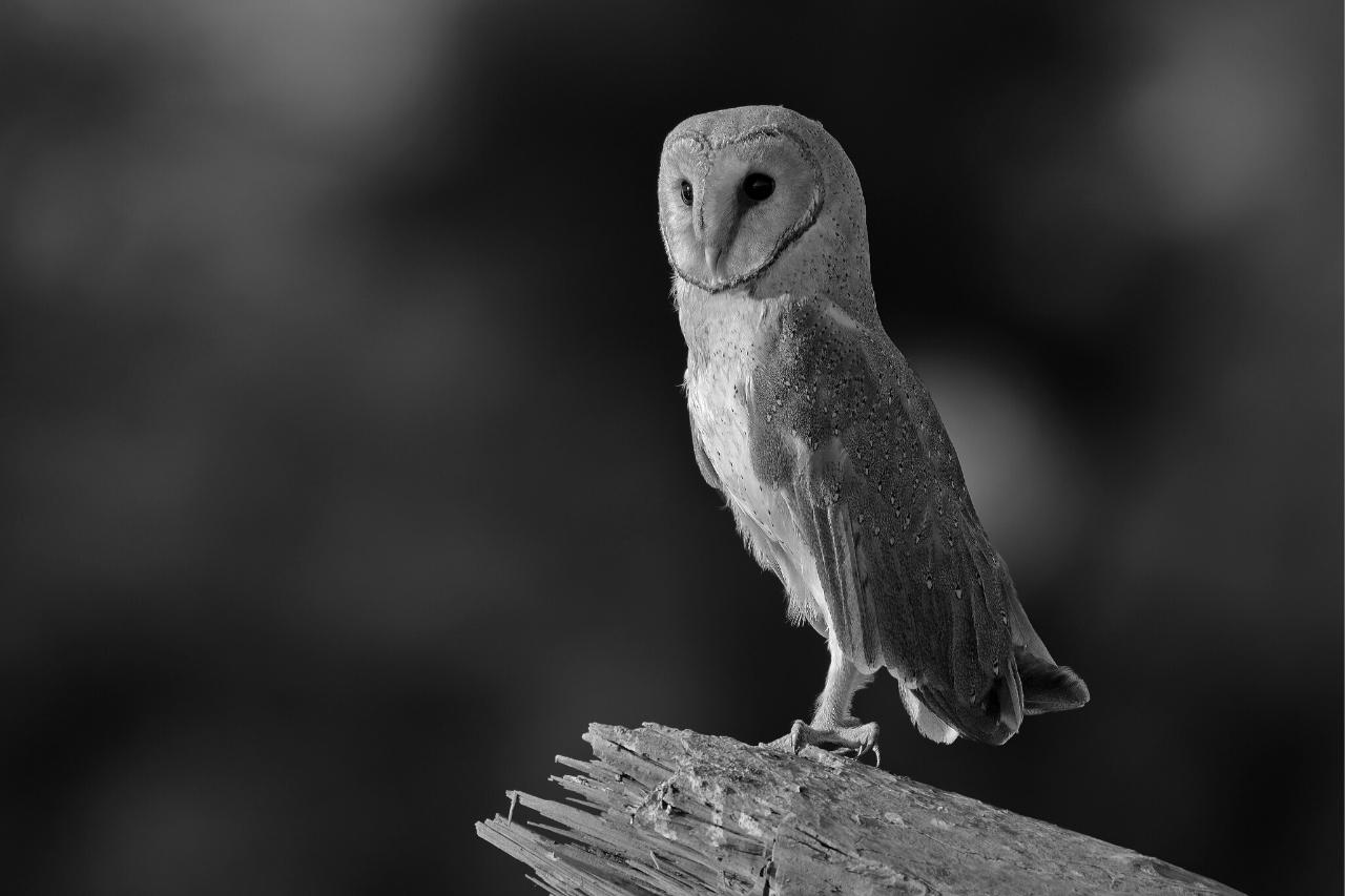 Owl sightings