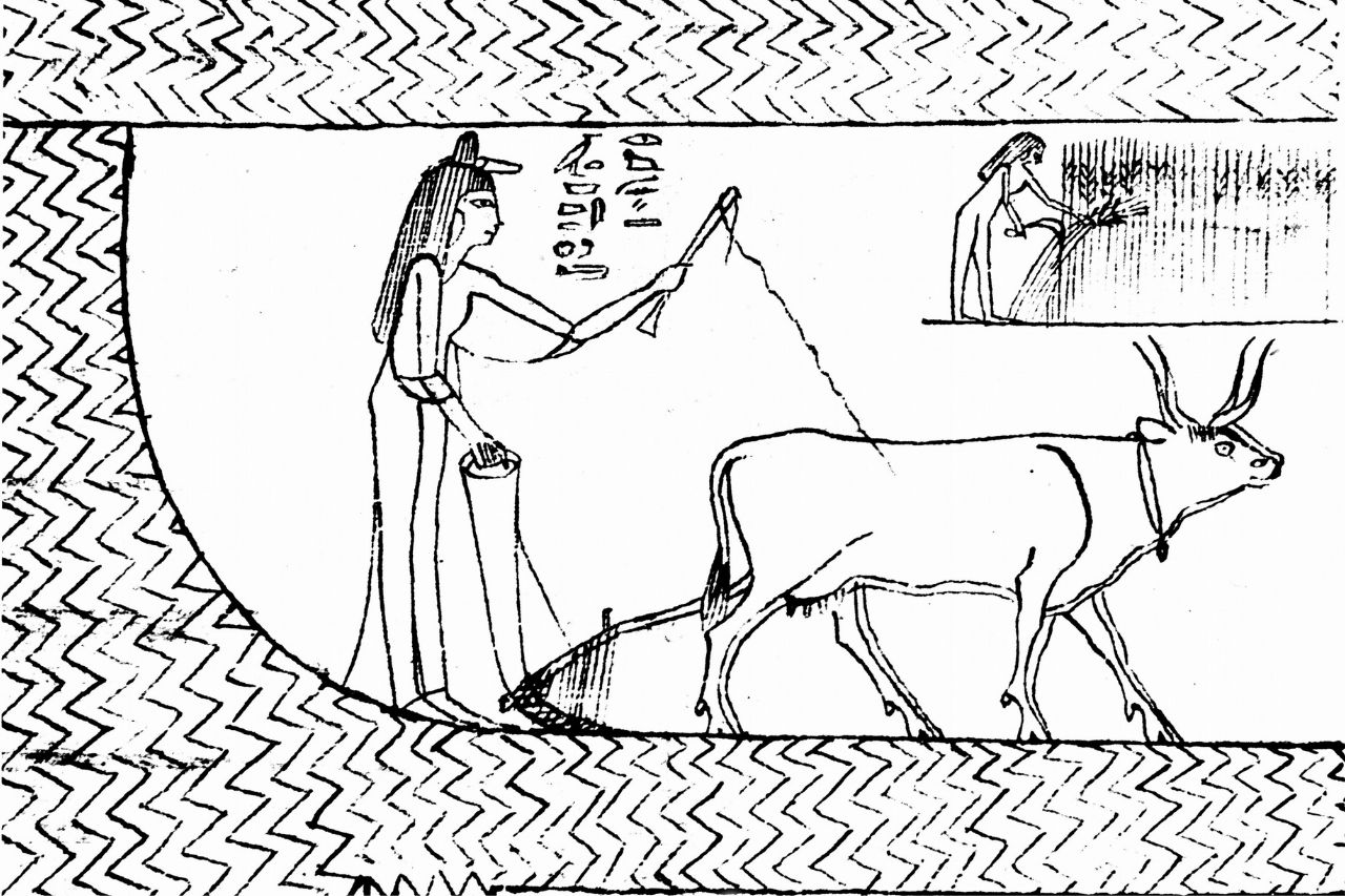 Ox-drawn plow